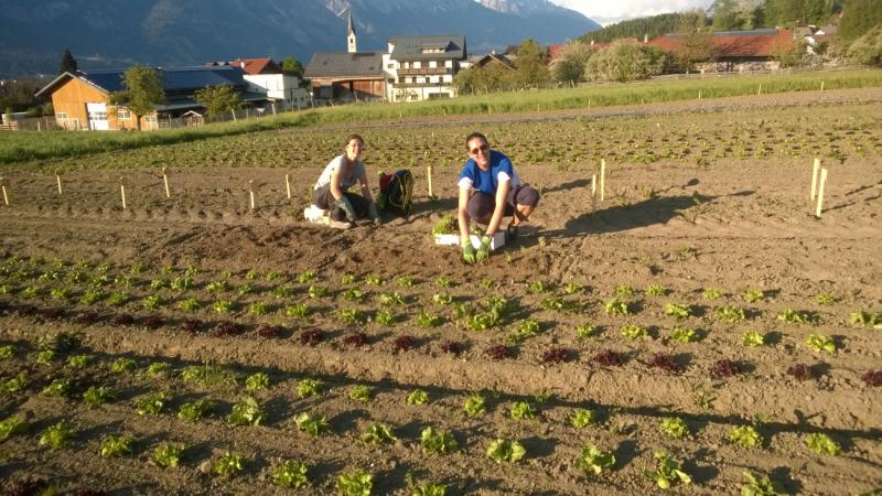 2 Personen beim Einpflanzen beim Tiroler Gemeinschaftsgarten in Aldrans